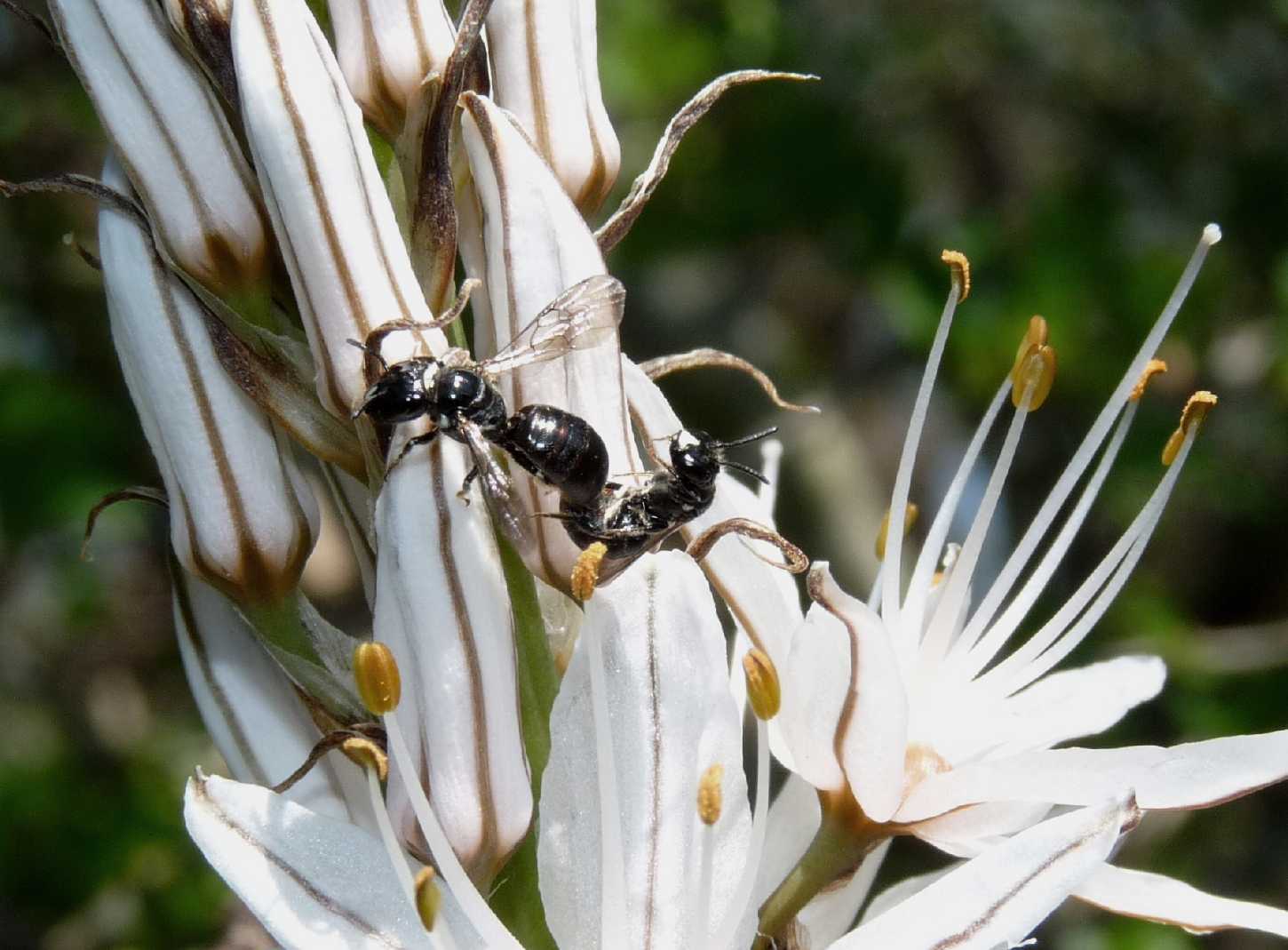 Ceratina cucurbitina in accoppiamento